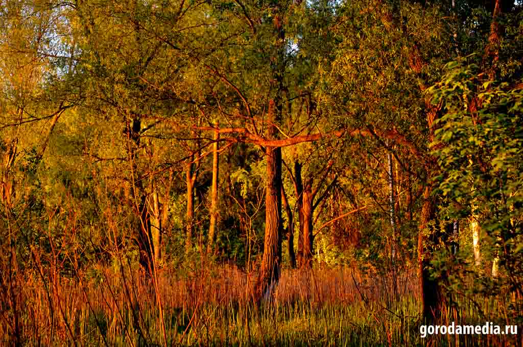 Лес всегда в поле зрения человека и сопутствует нам на всём пути развития. Фото: agazeta.ru