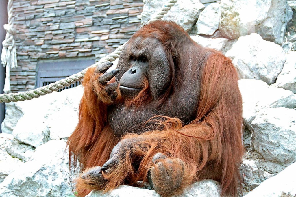 Борнейский орангутан. Фото с сайта новосибирского зоопарка.